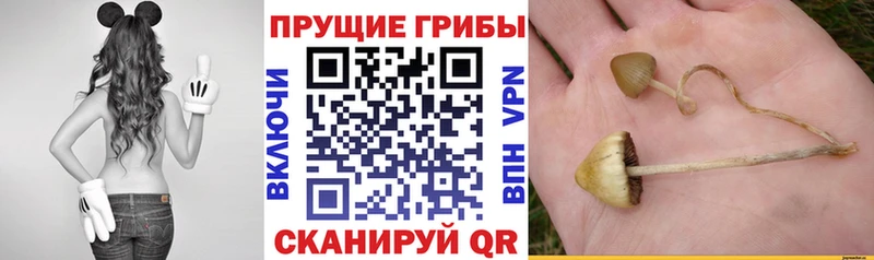 наркошоп  Нытва  Галлюциногенные грибы Magic Shrooms 